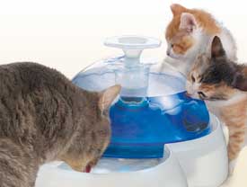 Une vrai source d'eau pure pour les chats