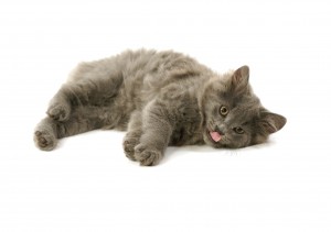 Chat gris allongé