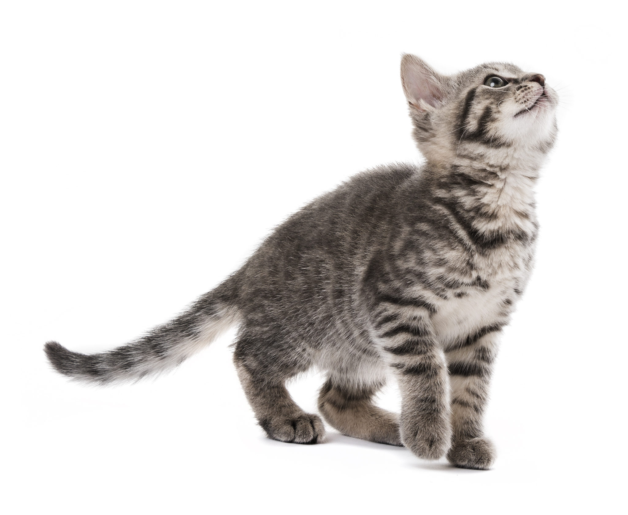 De l'eau fraîche pour le chat