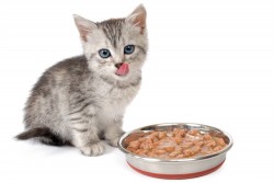 Les aliments dangereux pour les chats