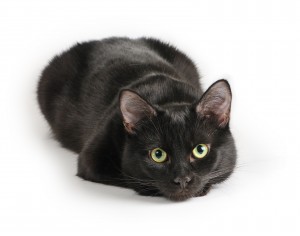 Chat noir allongé sur le sol
