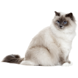 Le chat birman