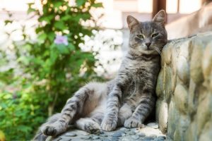 Le chat en été cherche un coin d'ombre