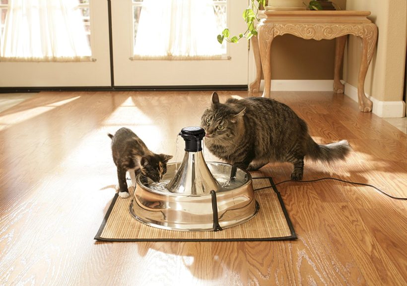 La fontaine pour chats, une source d'eau pure permanente