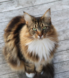 Le chat maine-coon